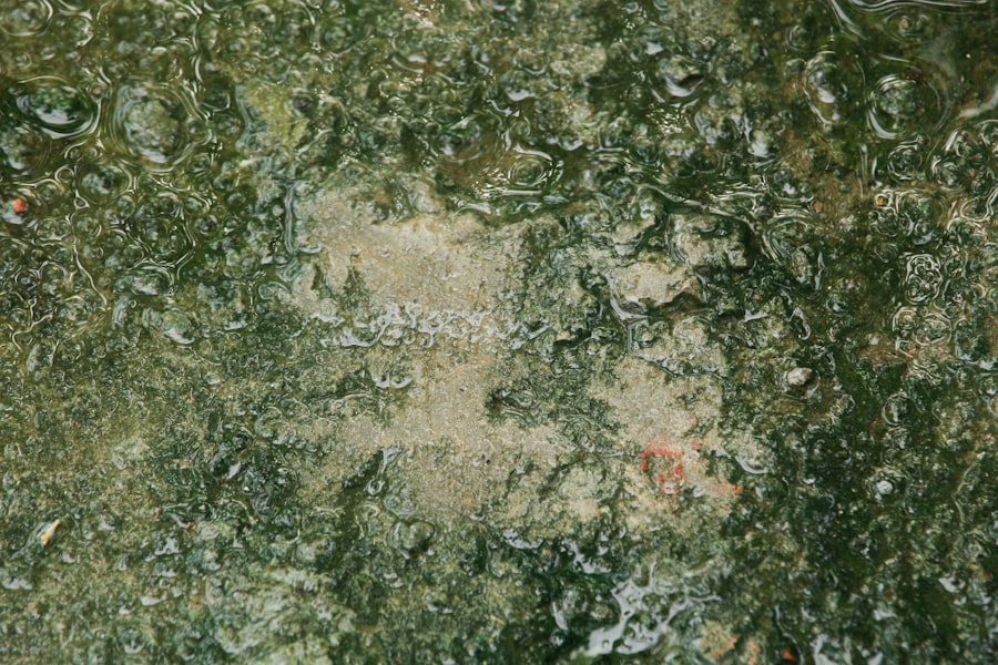 Stachybotrys Chartarum Mold Removal