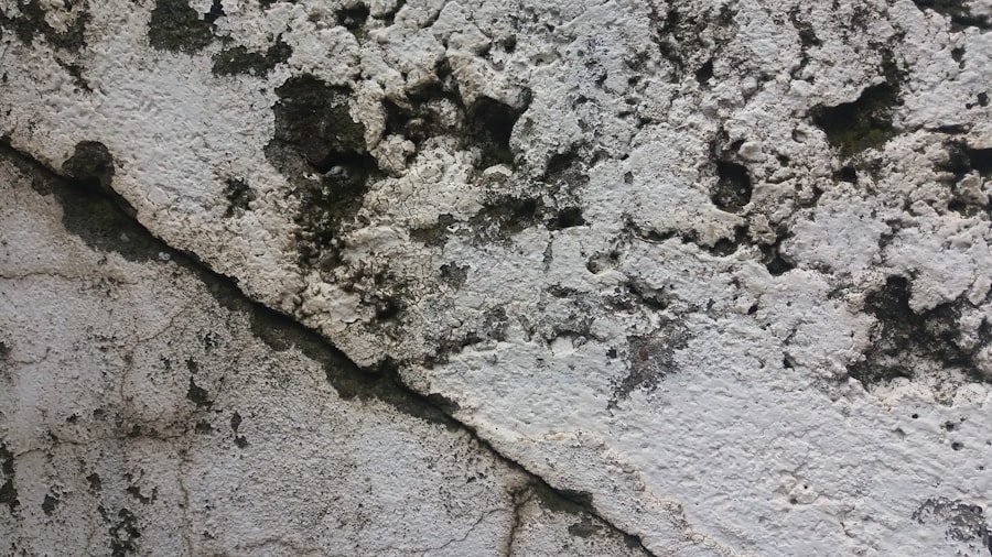 Photo Mold Inspection