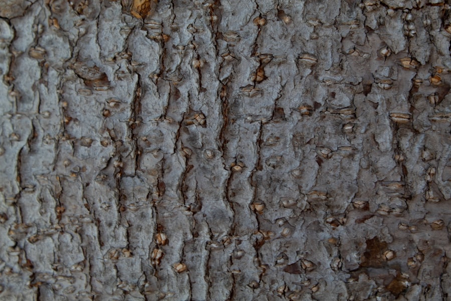 Photo Stachybotrys Chartarum Mold Removal